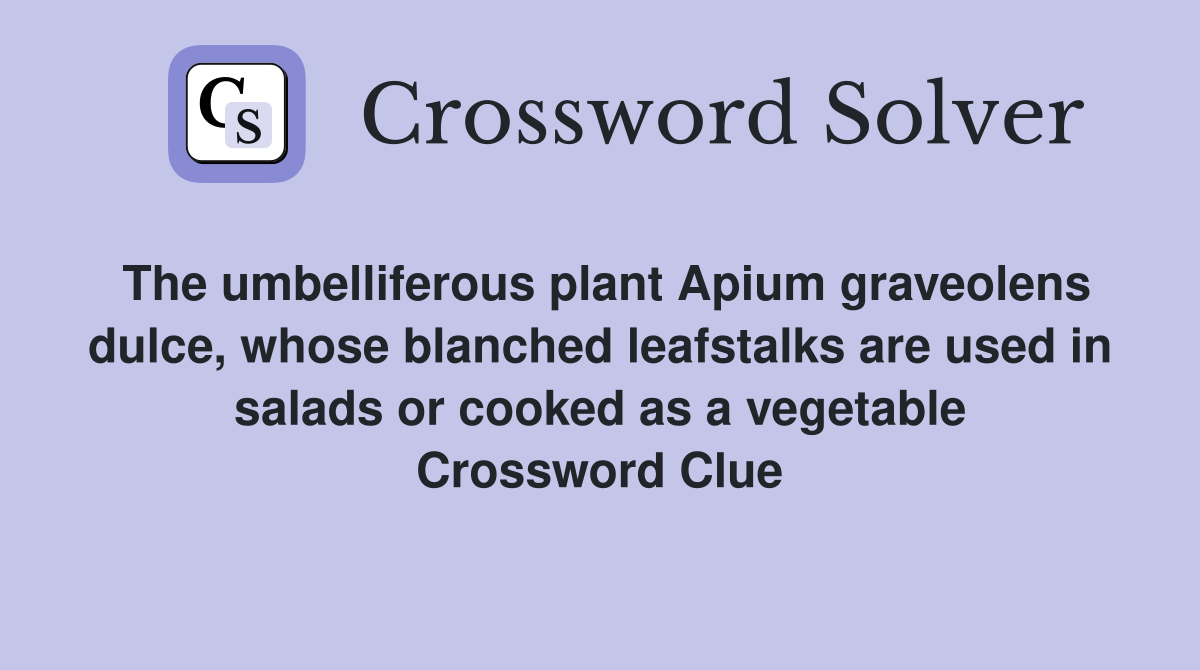 The umbelliferous plant Apium graveolens dulce, whose blanched leafstalks are used in salads or cooked as a vegetable Crossword Clue