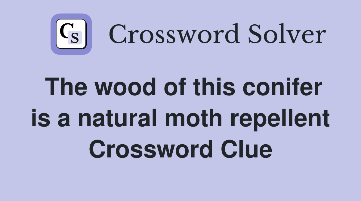 The wood of this conifer is a natural moth repellent Crossword Clue