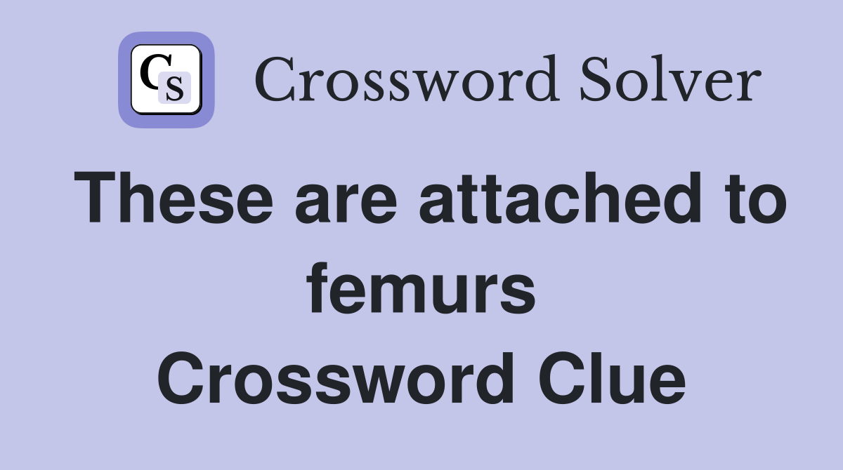 These are attached to femurs Crossword Clue