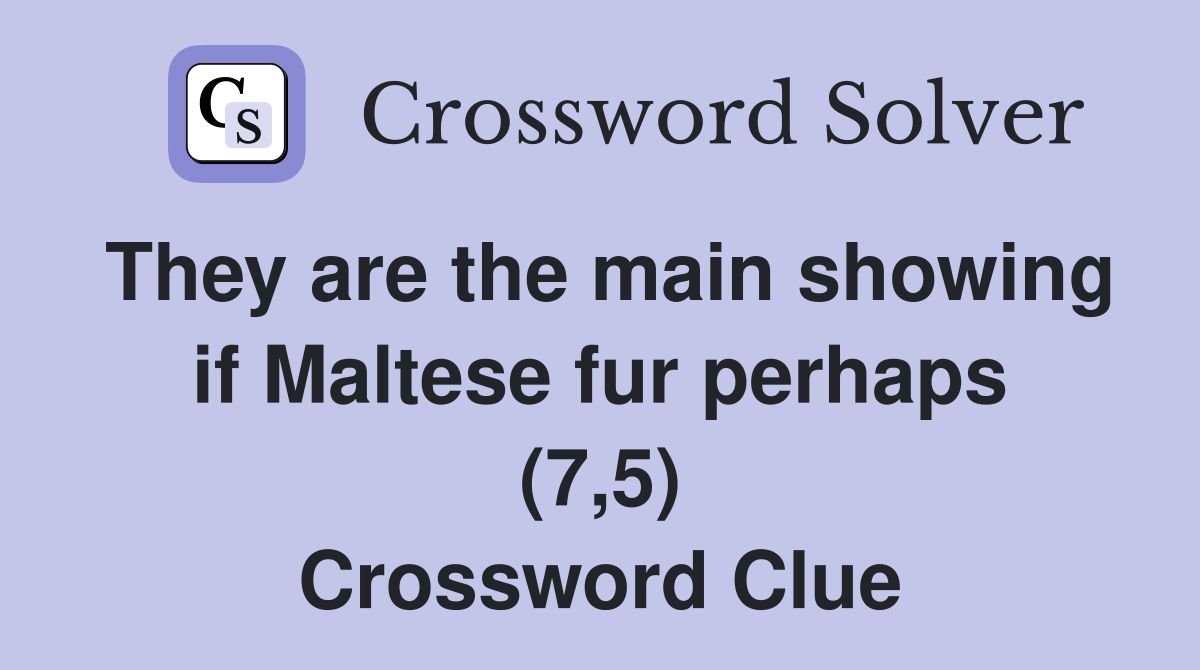 They are the main showing if Maltese fur perhaps (7,5) Crossword Clue