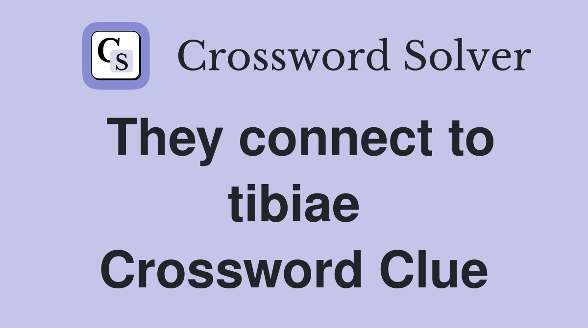 They connect to tibiae Crossword Clue