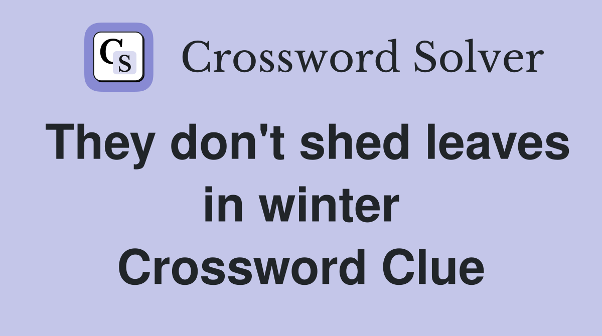 They don't shed leaves in winter Crossword Clue