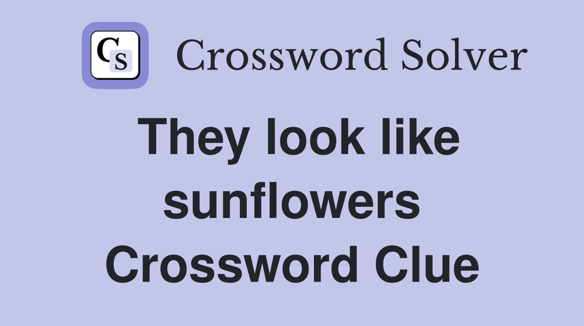 They look like sunflowers Crossword Clue