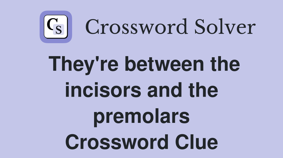 They're between the incisors and the premolars Crossword Clue