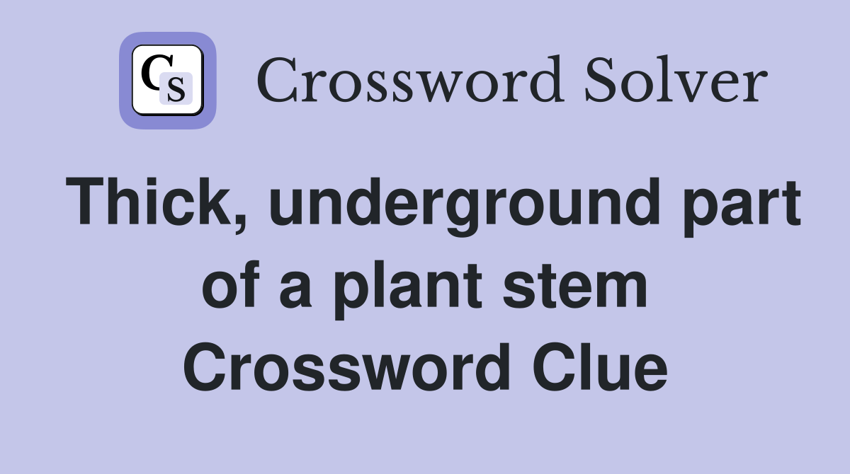 Thick, underground part of a plant stem Crossword Clue