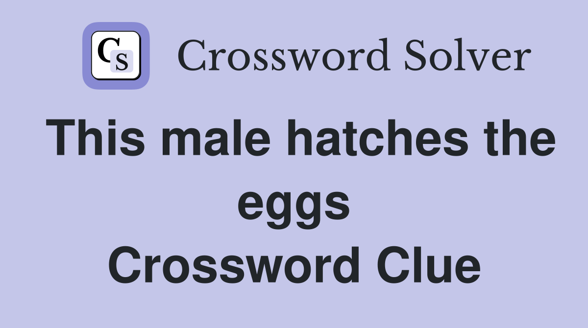 This male hatches the eggs Crossword Clue