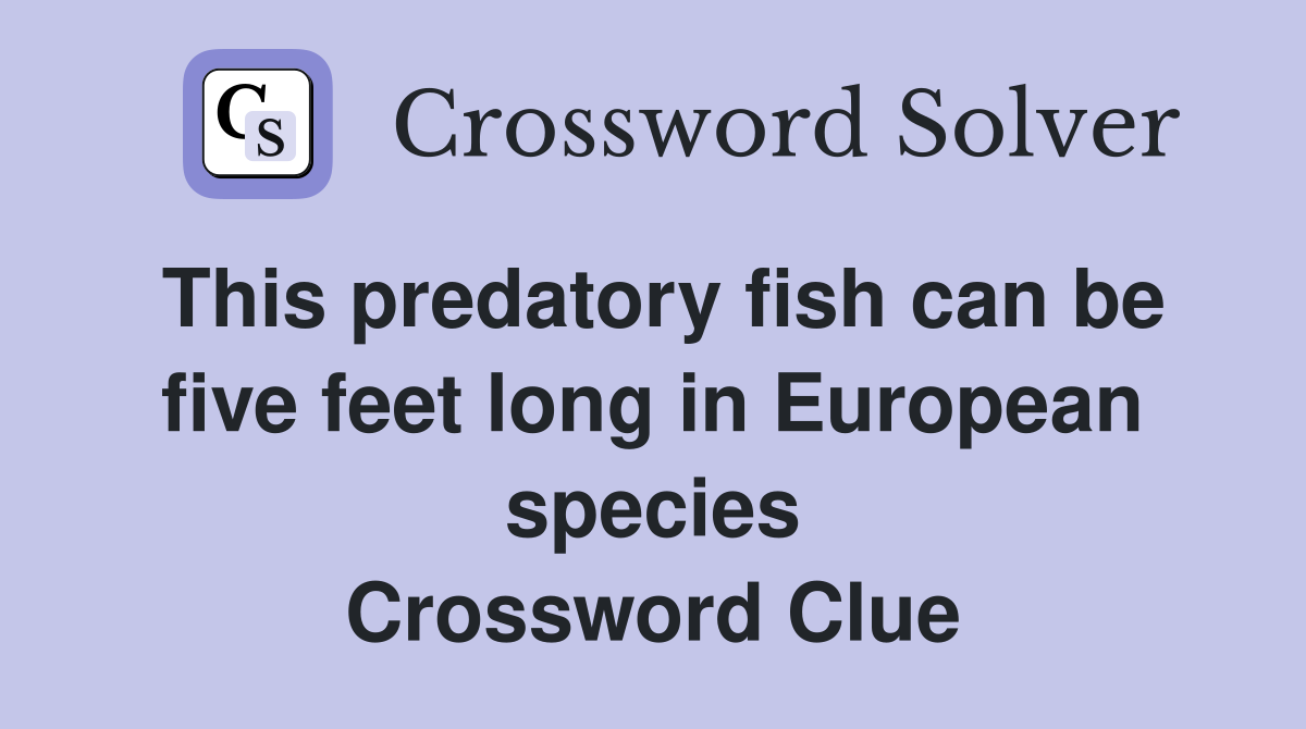 This predatory fish can be five feet long in European species Crossword Clue