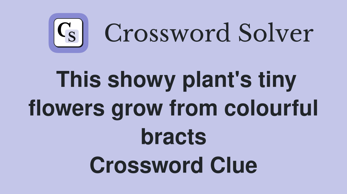 This showy plant's tiny flowers grow from colourful bracts Crossword Clue