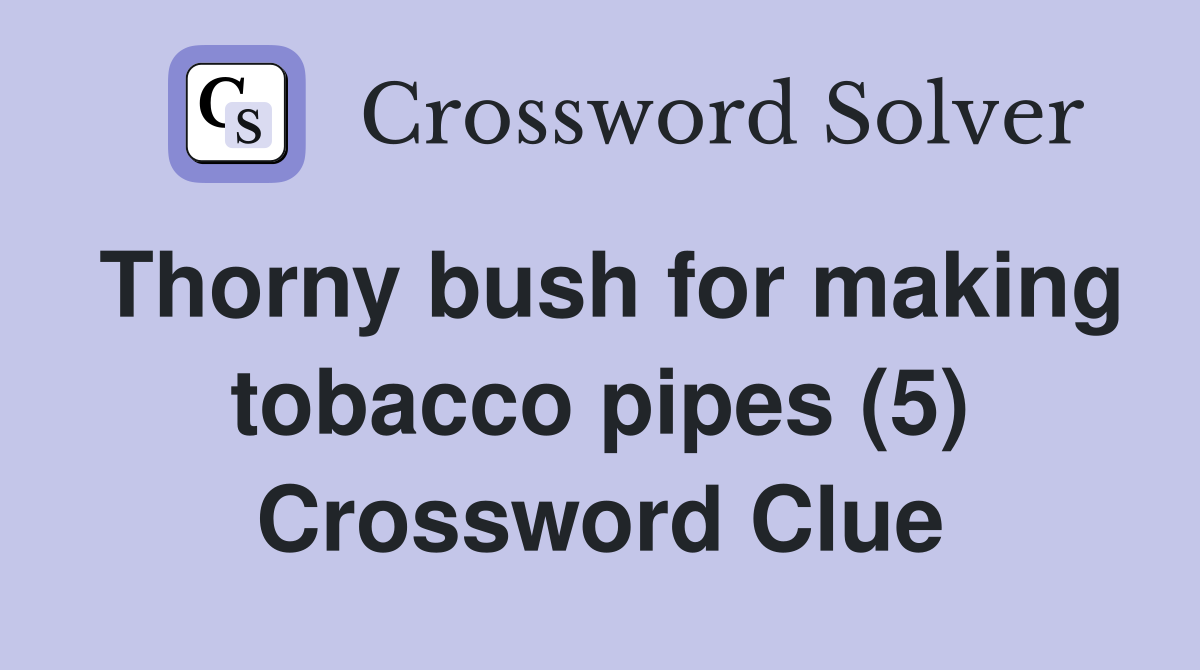 Thorny bush for making tobacco pipes (5) Crossword Clue