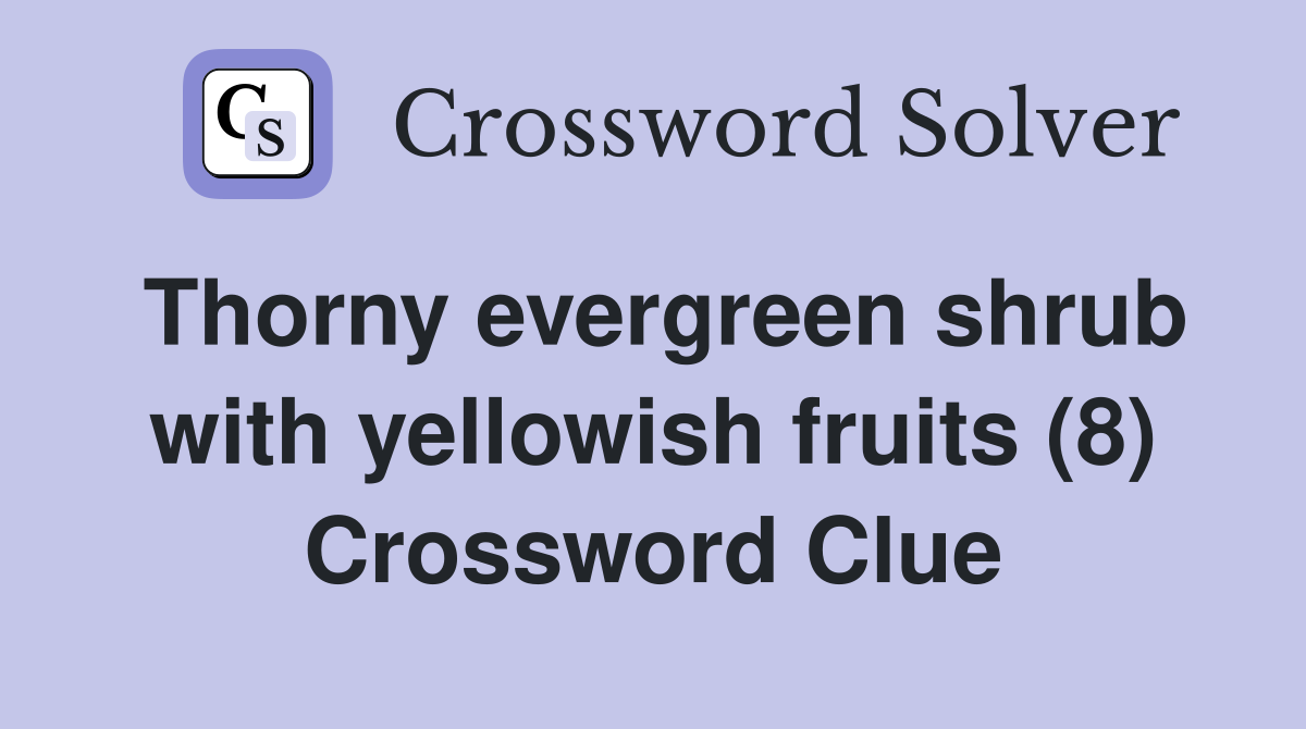 Thorny evergreen shrub with yellowish fruits (8) Crossword Clue