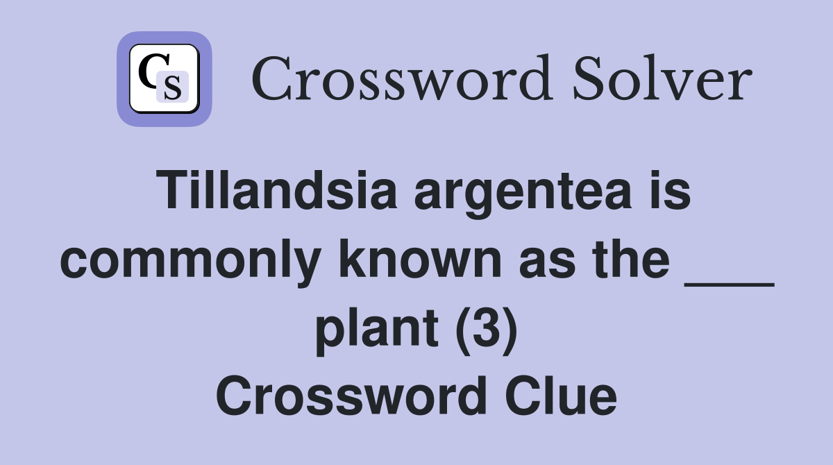 Tillandsia argentea is commonly known as the ___ plant (3) Crossword Clue