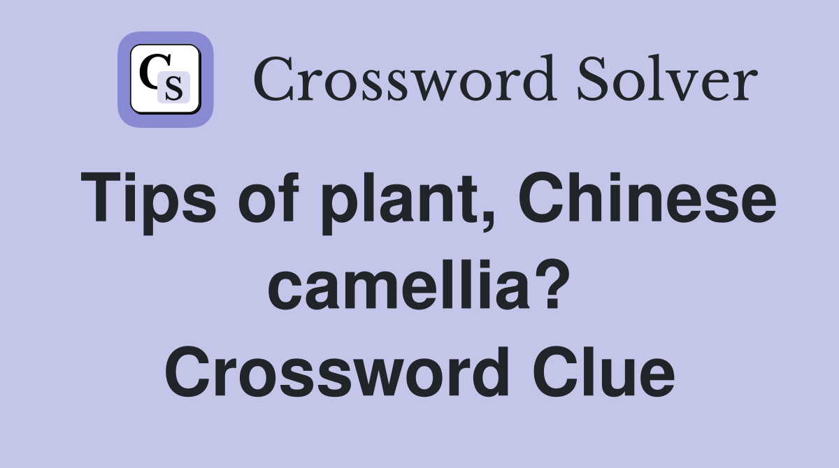 Tips of plant, Chinese camellia? Crossword Clue
