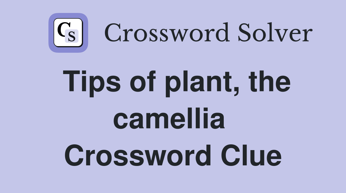 Tips of plant, the camellia  Crossword Clue