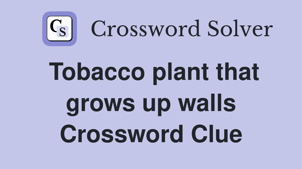 Tobacco plant that grows up walls Crossword Clue