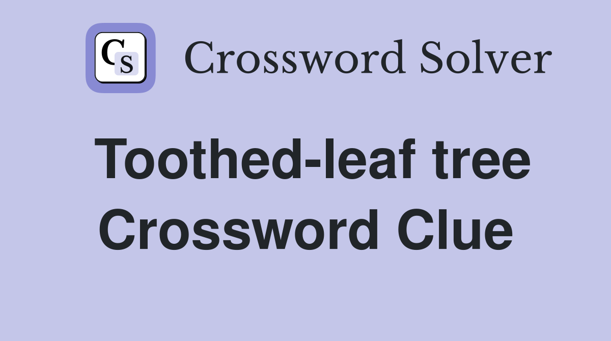 Toothed-leaf tree Crossword Clue