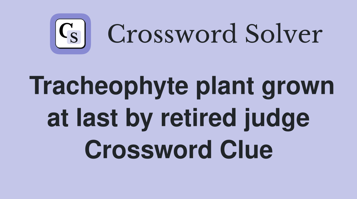 Tracheophyte plant grown at last by retired judge Crossword Clue