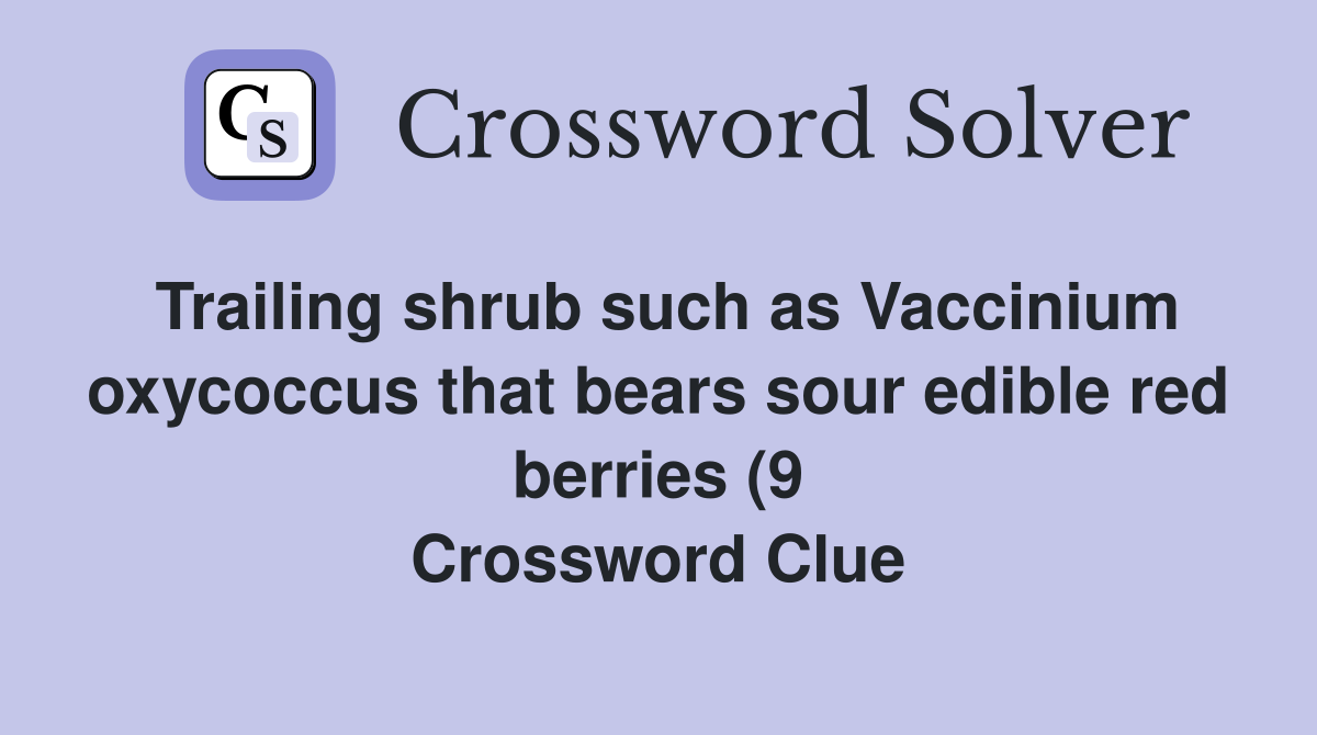 Trailing shrub such as Vaccinium oxycoccus that bears sour edible red Trailing shrub such as Vaccinium oxycoccus that bears sour edible red