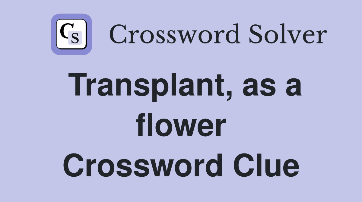 Transplant, as a flower Crossword Clue