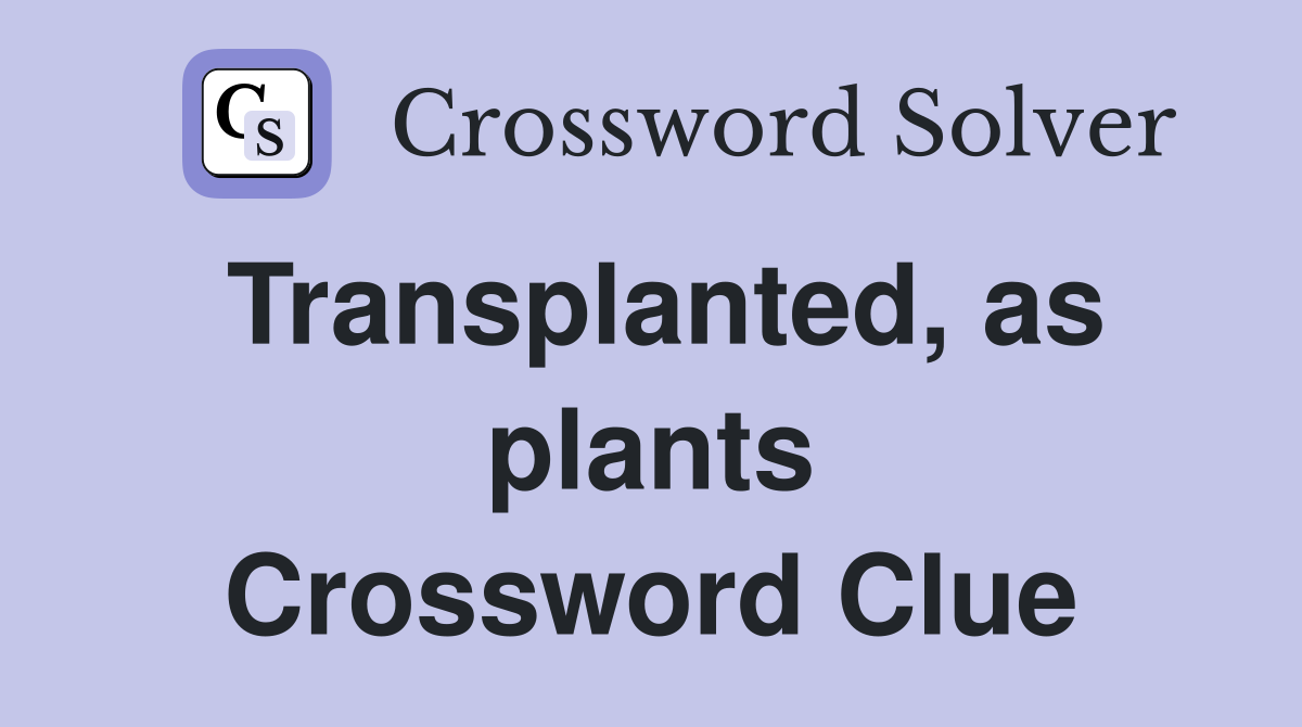 Transplanted, as plants Crossword Clue