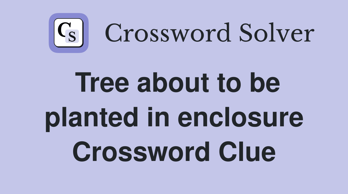 Tree about to be planted in enclosure Crossword Clue