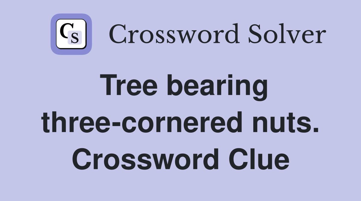Tree bearing three-cornered nuts. Crossword Clue