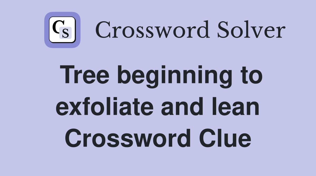 Tree beginning to exfoliate and lean Crossword Clue