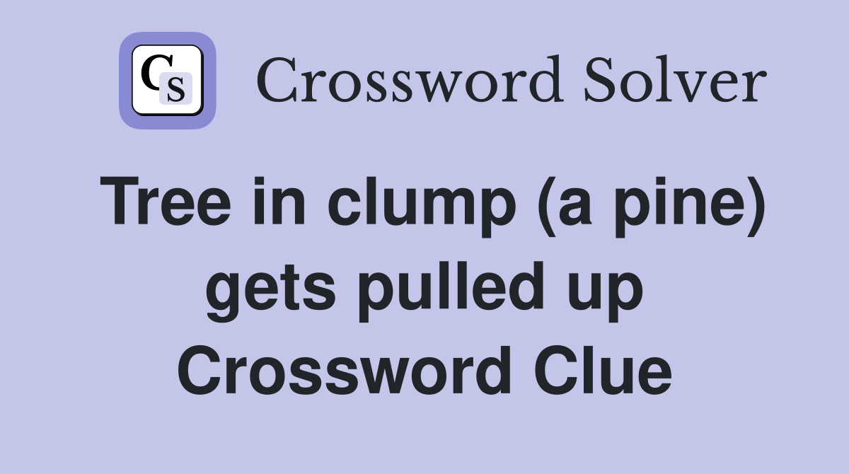 Tree in clump (a pine) gets pulled up Crossword Clue