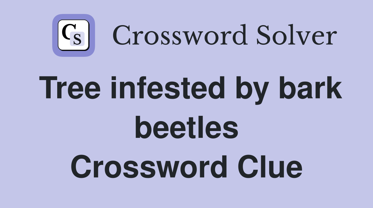 Tree infested by bark beetles Crossword Clue