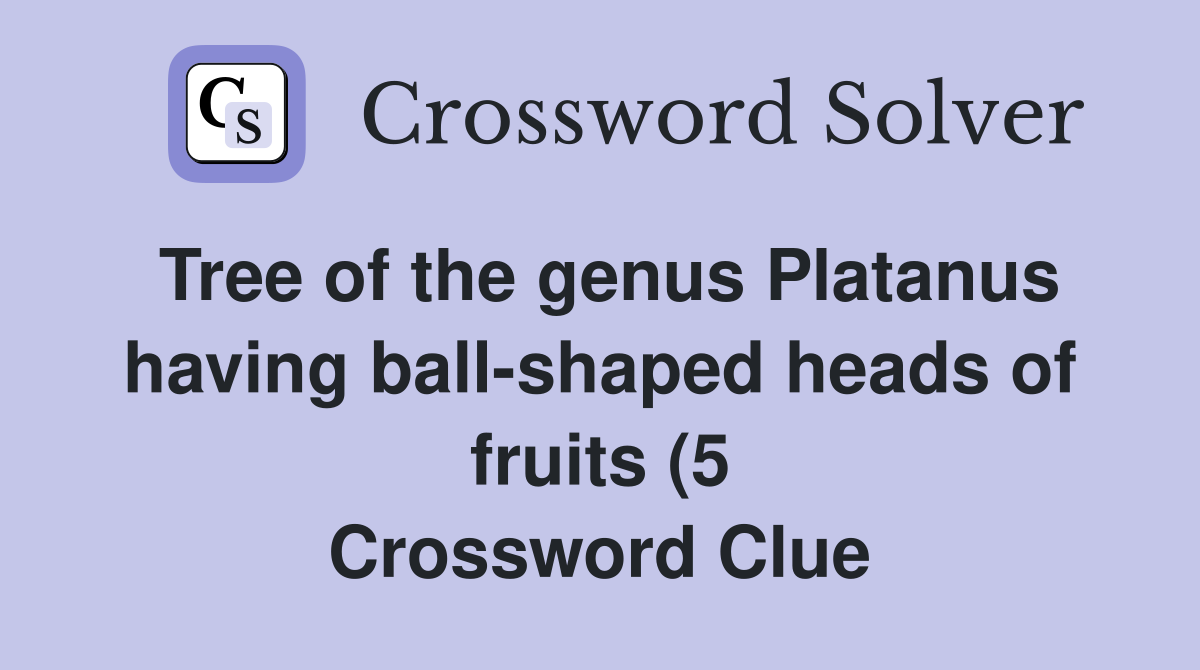Tree of the genus Platanus having ball shaped heads of fruits (5 Tree of the genus Platanus having ball shaped heads of fruits (5