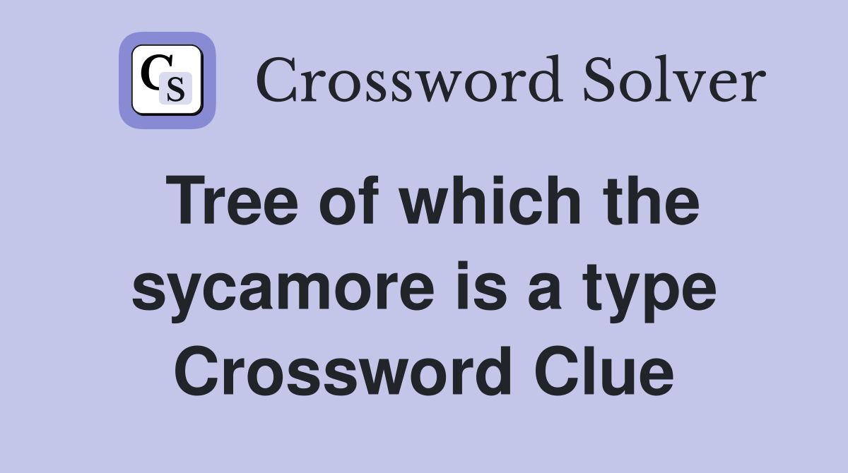 Tree of which the sycamore is a type Crossword Clue