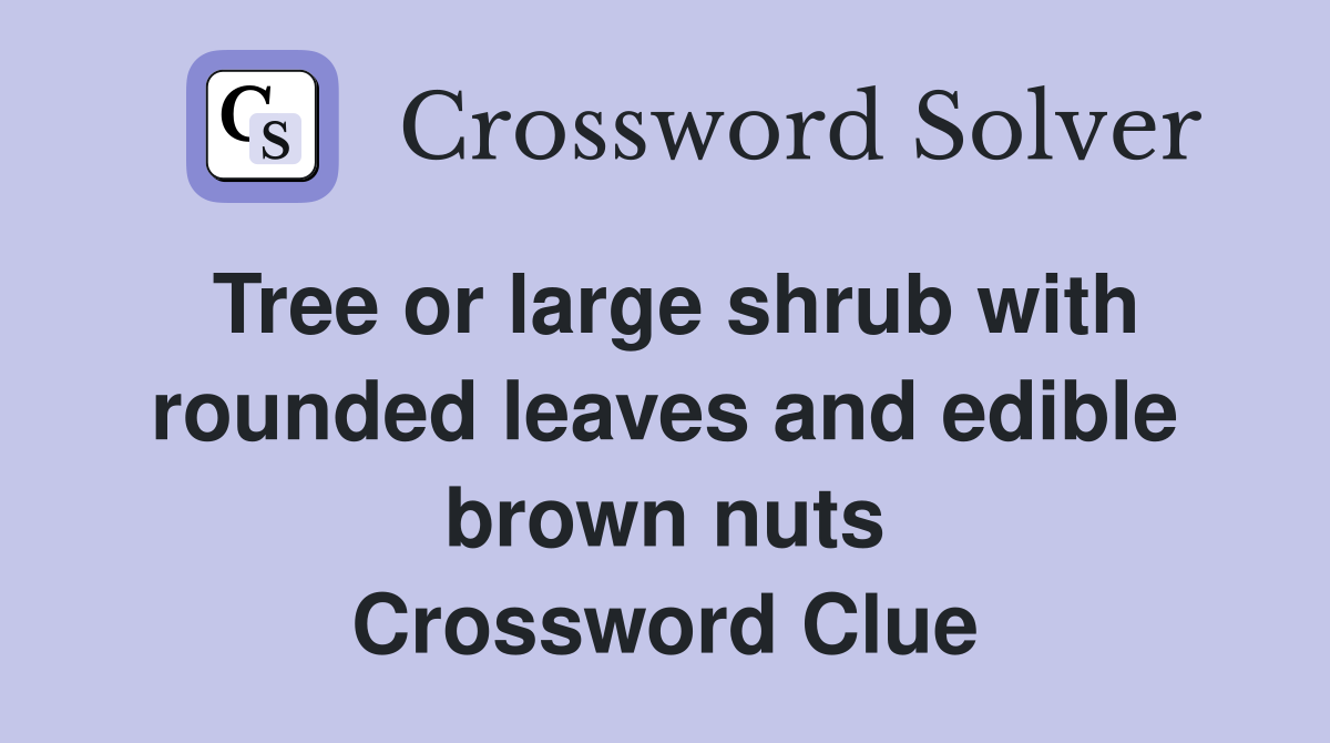 Tree or large shrub with rounded leaves and edible brown nuts Crossword Clue
