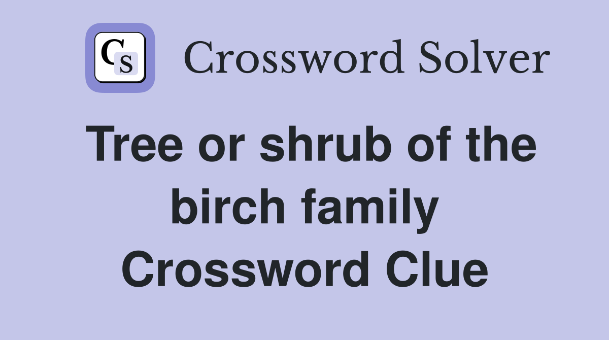 Tree or shrub of the birch family Crossword Clue