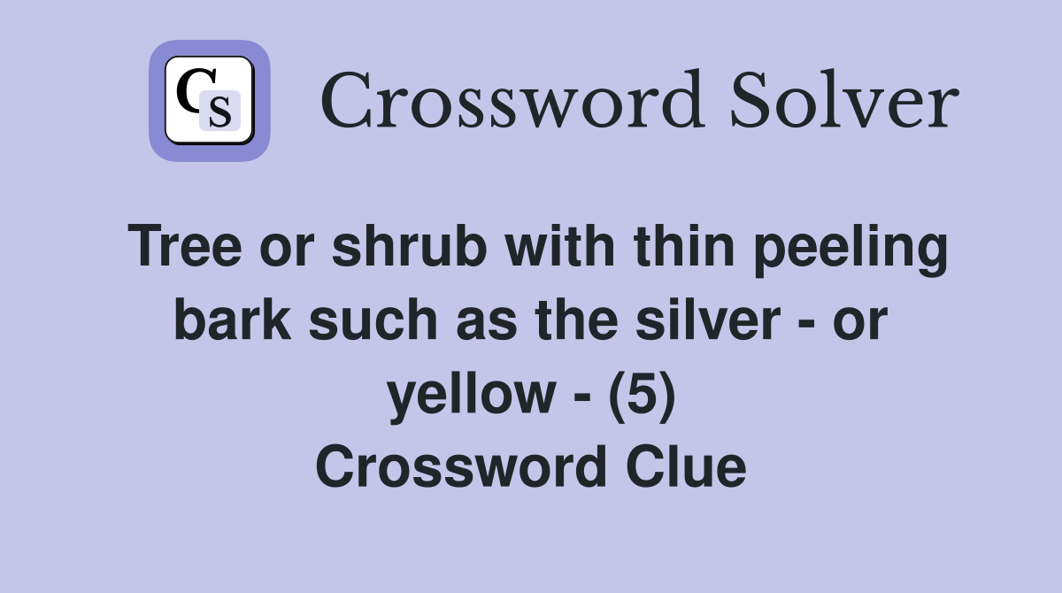 Tree or shrub with thin peeling bark such as the silver - or yellow - (5) Crossword Clue