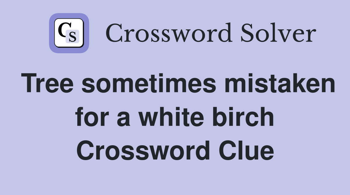 Tree sometimes mistaken for a white birch Crossword Clue