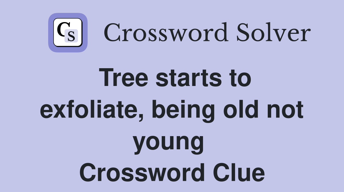 Tree starts to exfoliate, being old not young  Crossword Clue