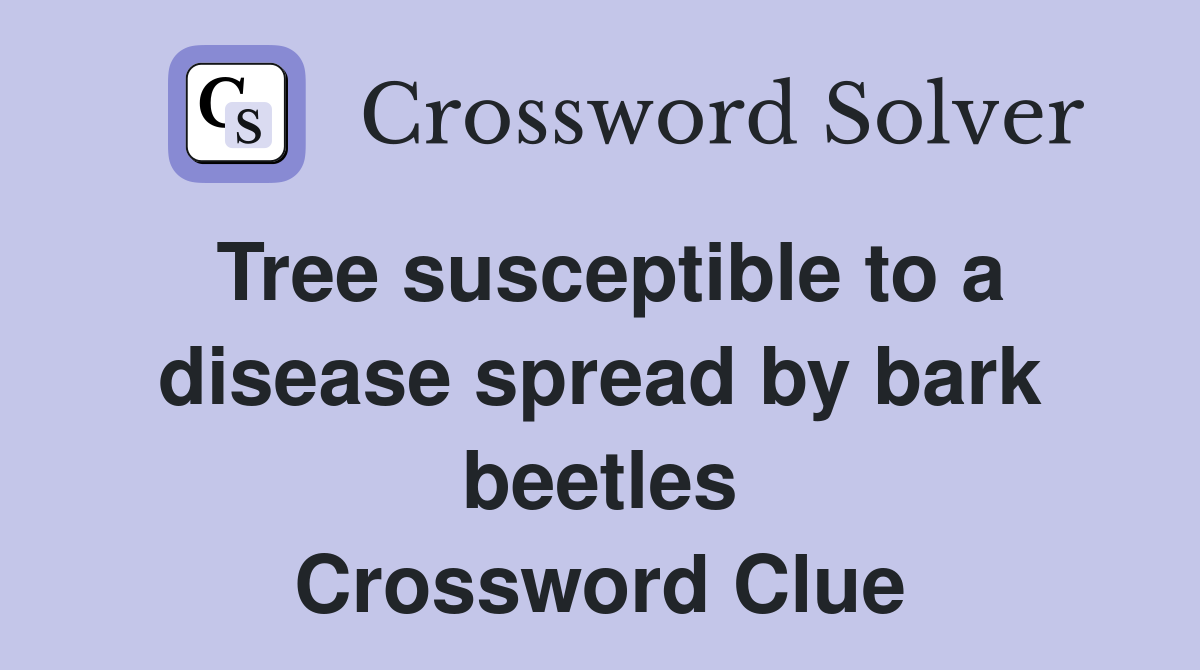 Tree susceptible to a disease spread by bark beetles Crossword Clue
