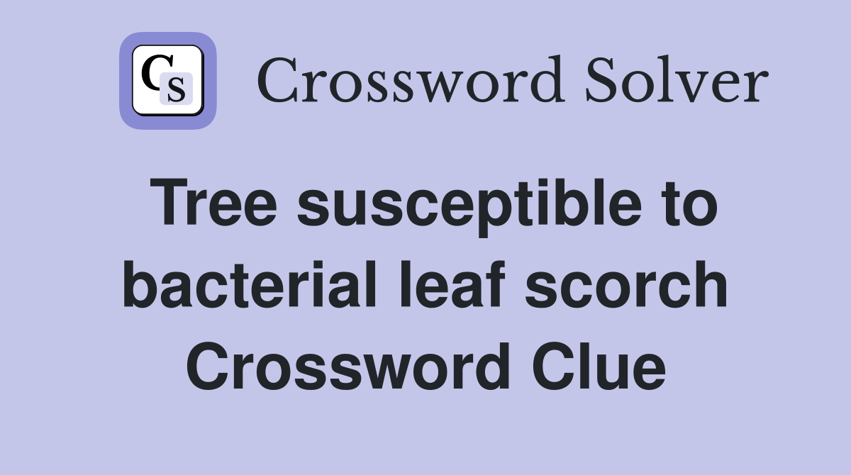 Tree susceptible to bacterial leaf scorch Crossword Clue