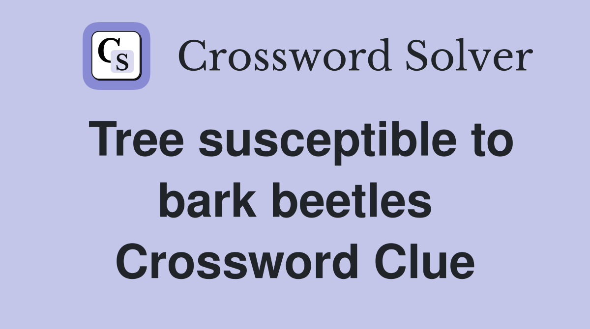 Tree susceptible to bark beetles Crossword Clue