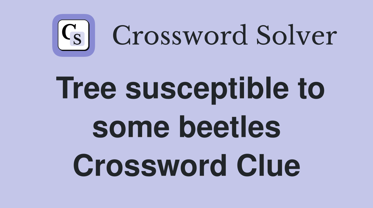 Tree susceptible to some beetles Crossword Clue
