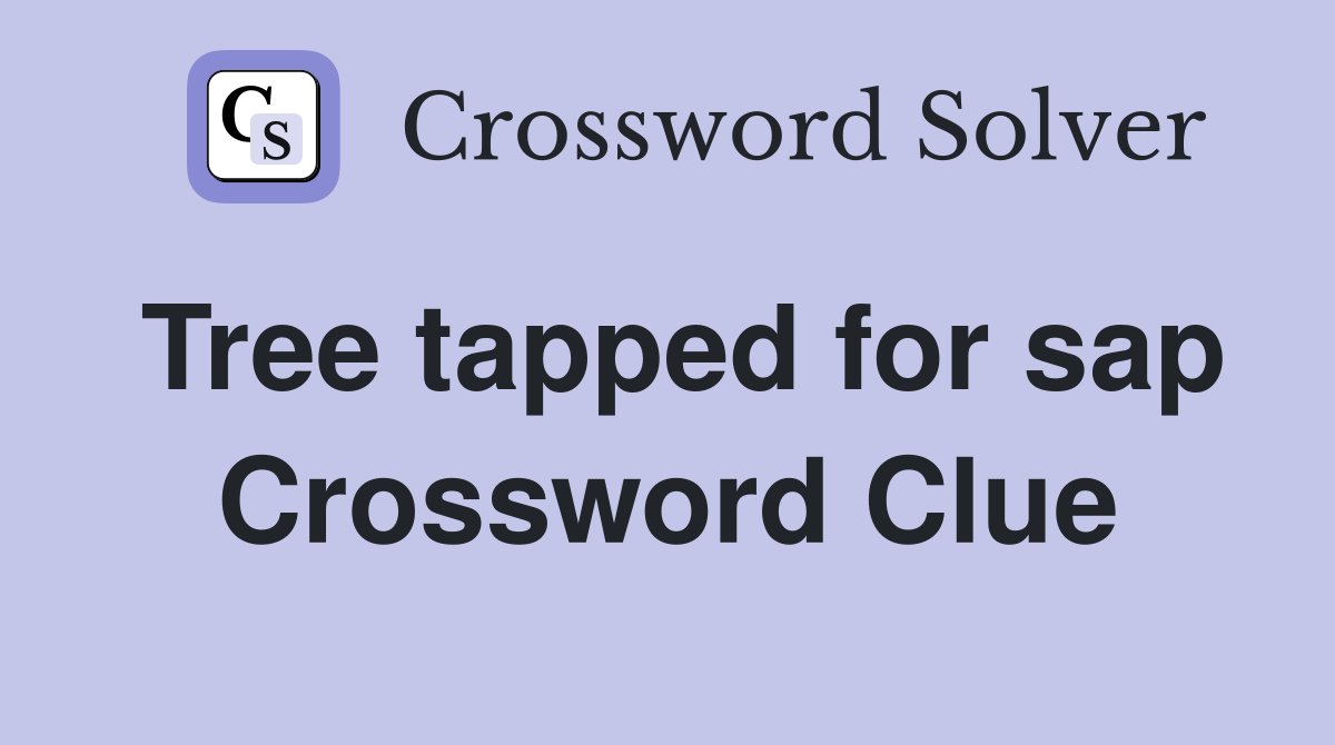 Tree tapped for sap Crossword Clue