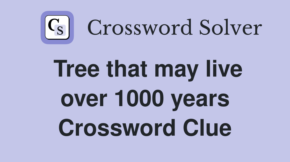 Tree that may live over 1000 years Crossword Clue