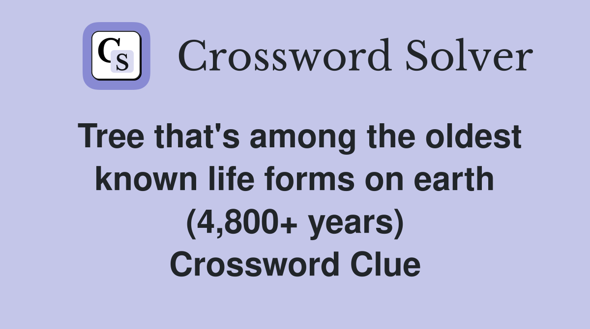 Tree that's among the oldest known life forms on earth (4,800+ years) Crossword Clue