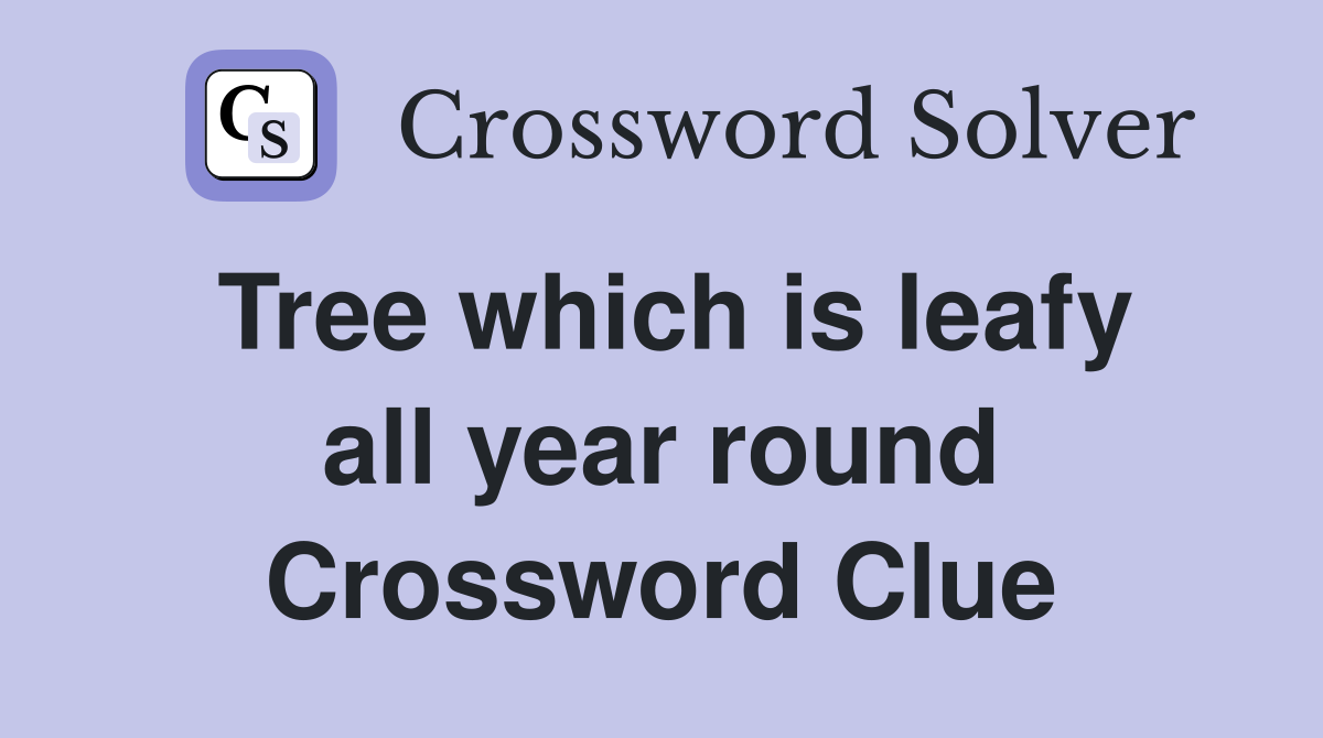 Tree which is leafy all year round Crossword Clue