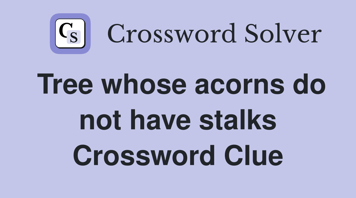 Tree whose acorns do not have stalks Crossword Clue