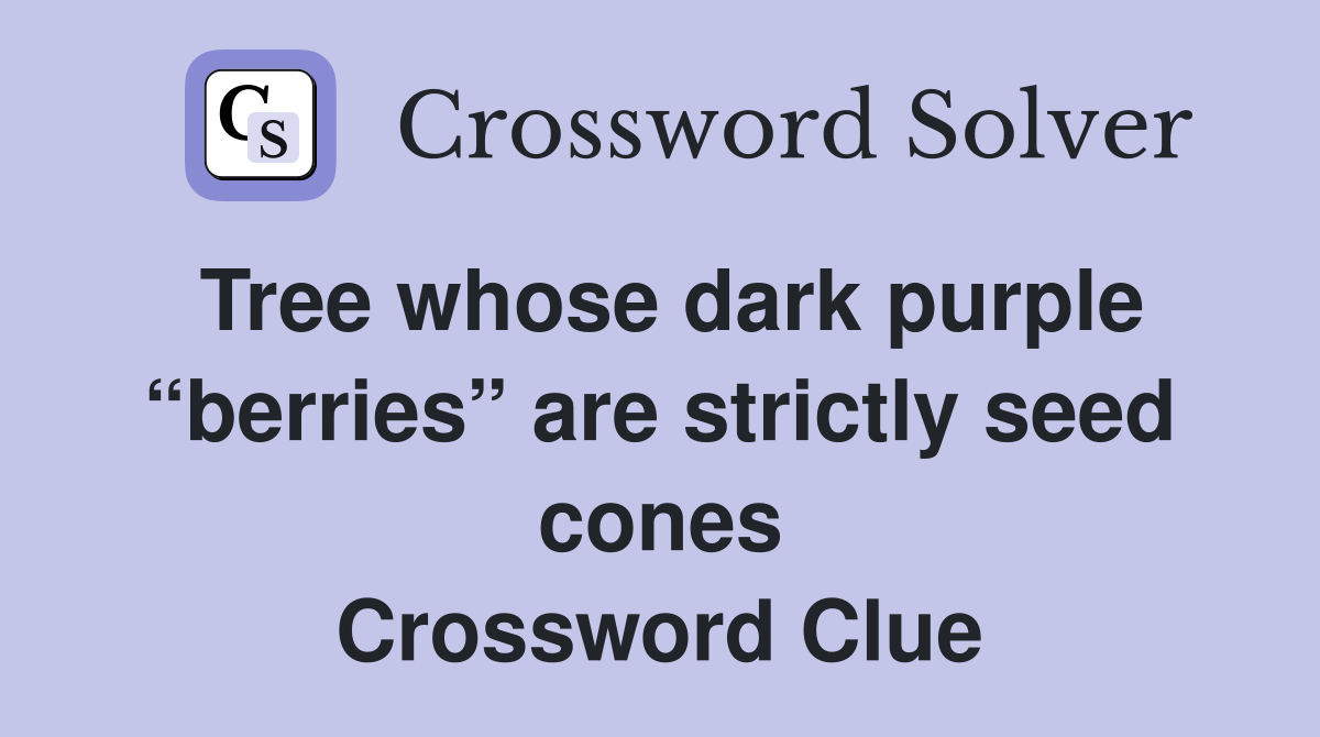 Tree whose dark purple “berries” are strictly seed cones Crossword Clue