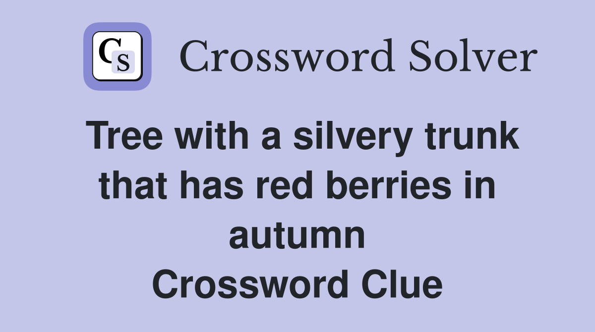 Tree with a silvery trunk that has red berries in autumn Crossword Clue