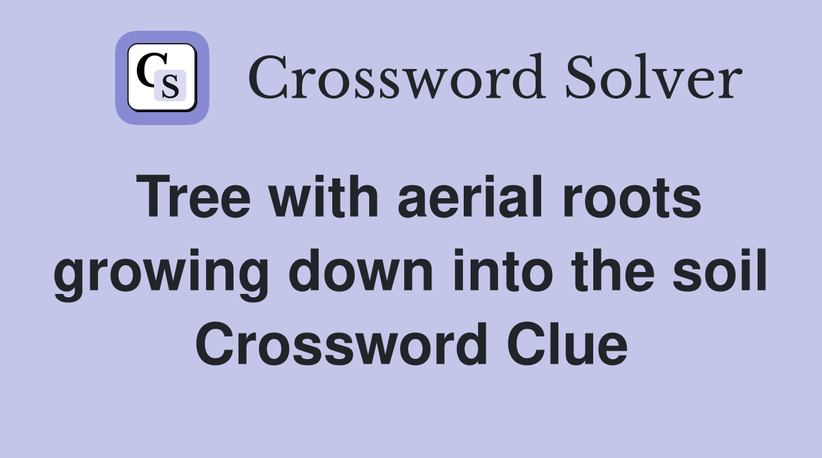 Tree with aerial roots growing down into the soil Crossword Clue