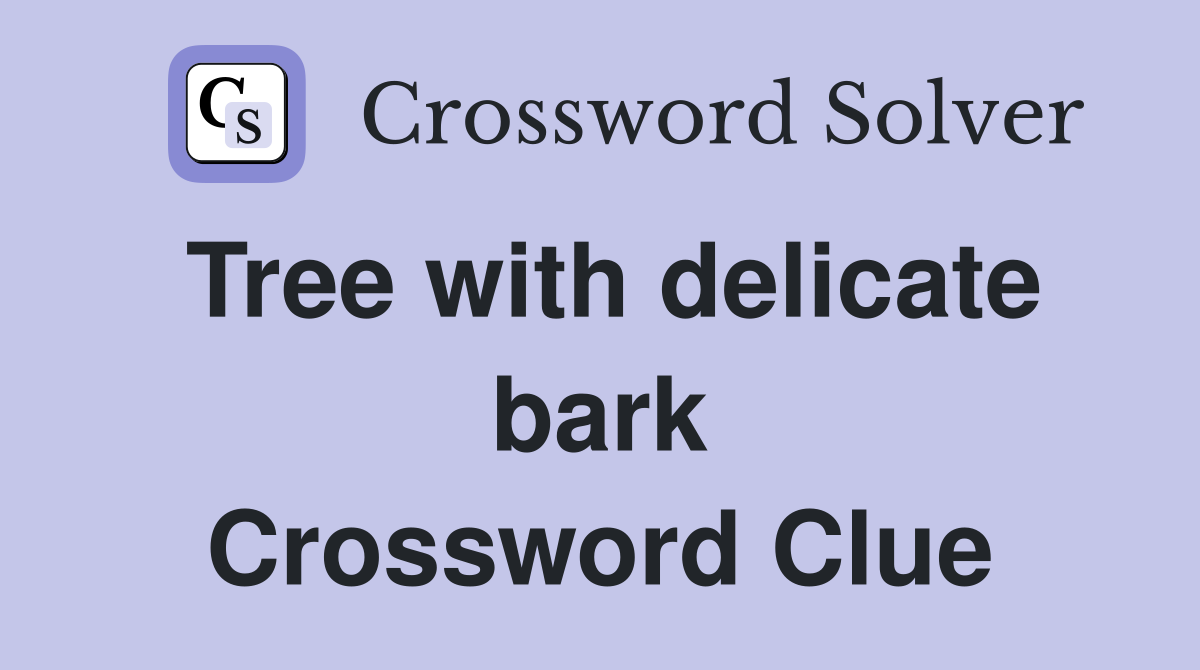 Tree with delicate bark Crossword Clue