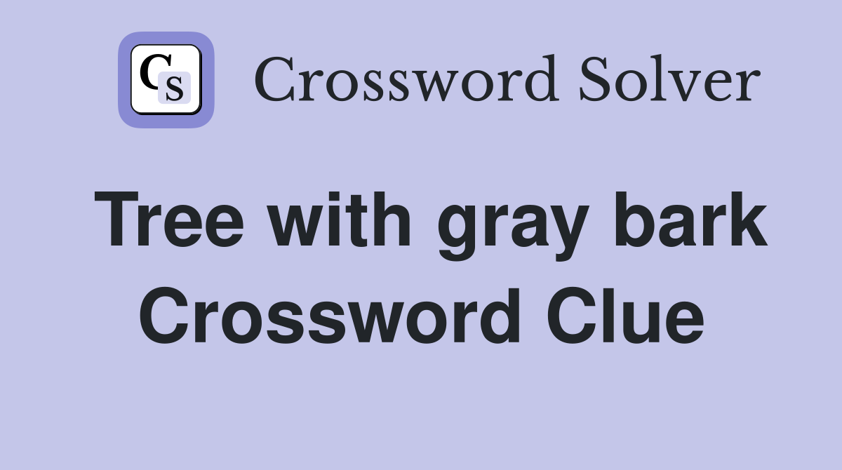 Tree with gray bark Crossword Clue