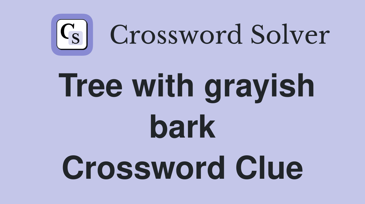 Tree with grayish bark Crossword Clue